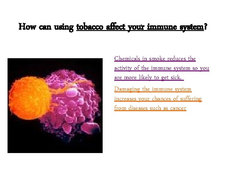 How can using tobacco affect your immune system? Chemicals in smoke reduces the activity