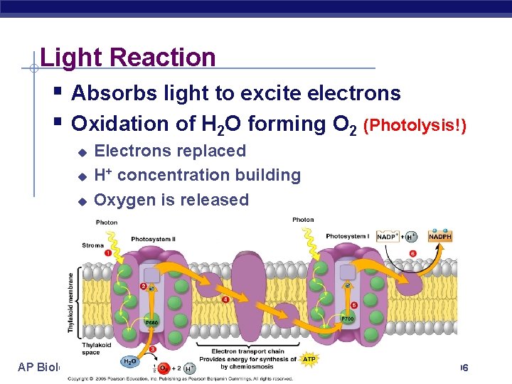 Light Reaction § Absorbs light to excite electrons § Oxidation of H 2 O