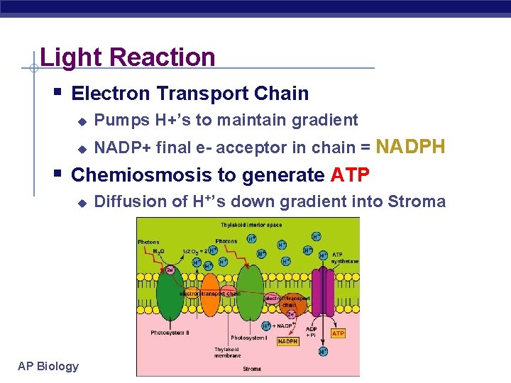Light Reaction § Electron Transport Chain u Pumps H+’s to maintain gradient u NADP+