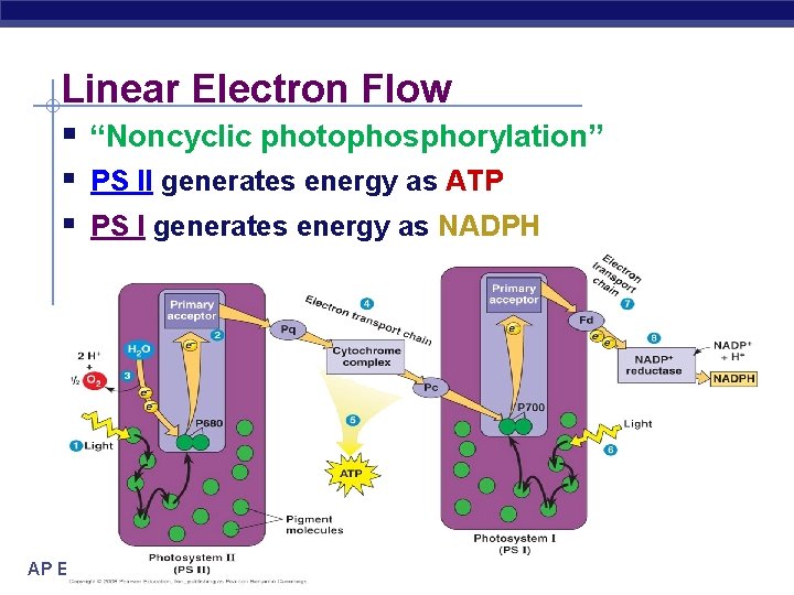 Linear Electron Flow § “Noncyclic photophosphorylation” § PS II generates energy as ATP §