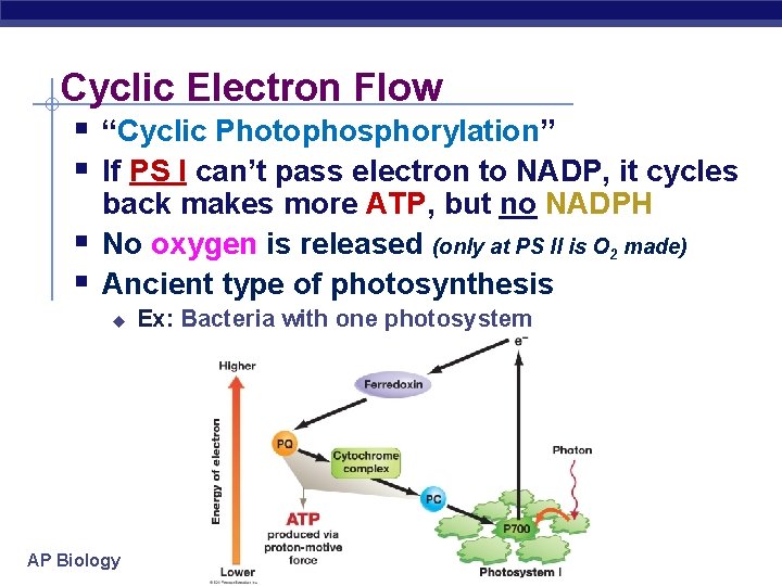 Cyclic Electron Flow § “Cyclic Photophosphorylation” § If PS I can’t pass electron to