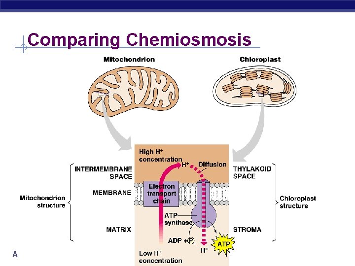 Comparing Chemiosmosis AP Biology 2005 -2006 