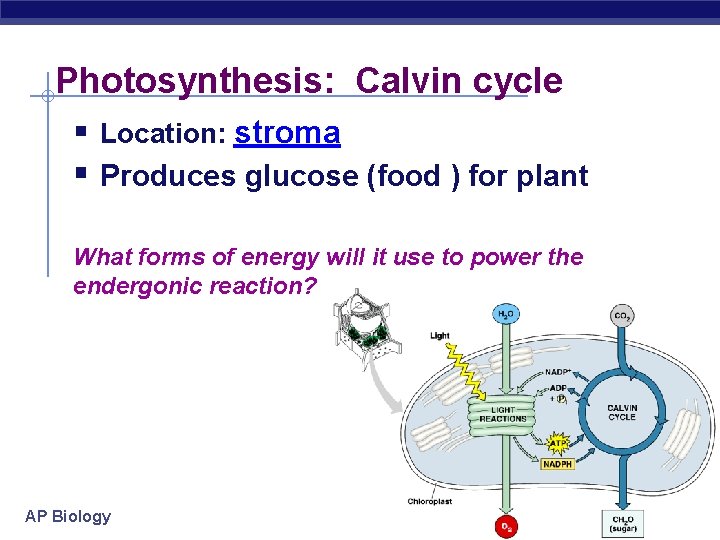 Photosynthesis: Calvin cycle § Location: stroma § Produces glucose (food ) for plant What