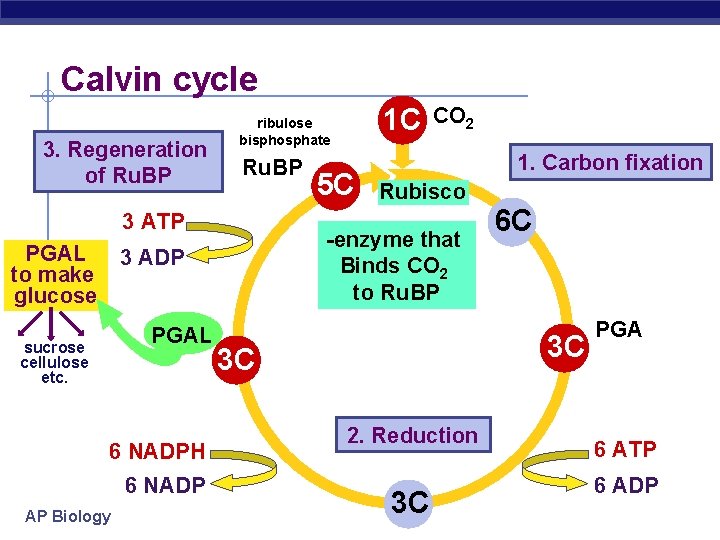 Calvin cycle 3. Regeneration of Ru. BP 3 ATP PGAL to make glucose sucrose