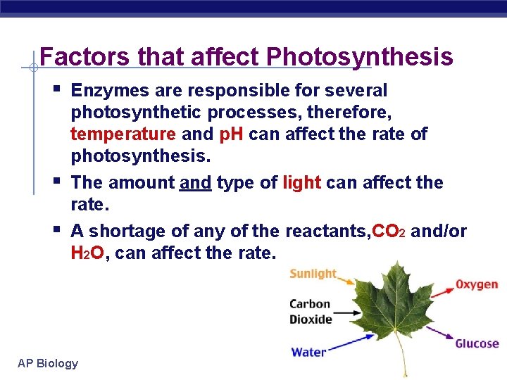 Factors that affect Photosynthesis § Enzymes are responsible for several § § photosynthetic processes,
