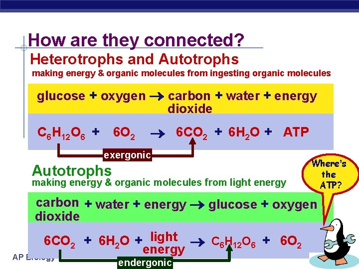 How are they connected? Heterotrophs and Autotrophs making energy & organic molecules from ingesting