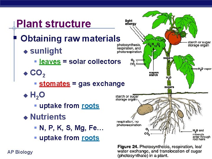 Plant structure § Obtaining raw materials u sunlight § leaves = solar collectors u