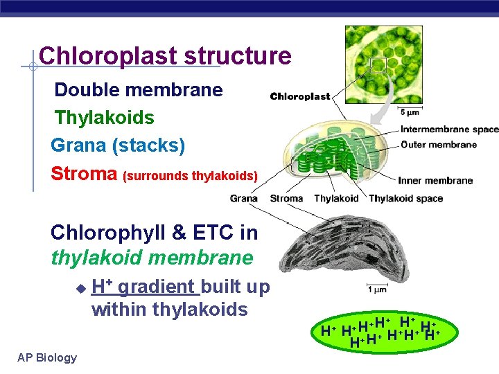 Chloroplast structure Double membrane Thylakoids Grana (stacks) Stroma (surrounds thylakoids) Chlorophyll & ETC in