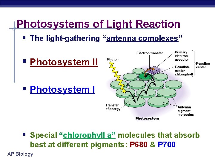 Photosystems of Light Reaction § The light-gathering “antenna complexes” § Photosystem II § Photosystem