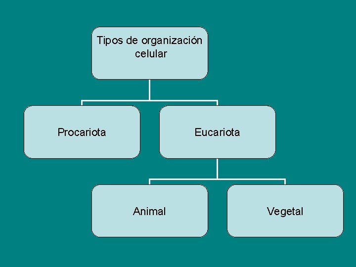 Tipos de organización celular Procariota Eucariota Animal Vegetal 