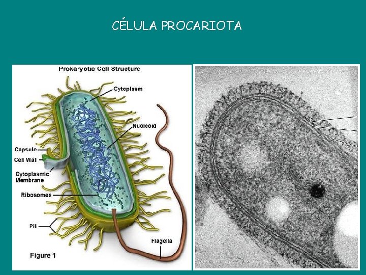 CÉLULA PROCARIOTA 