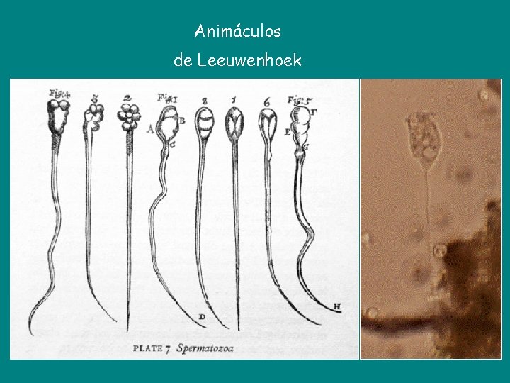 Animáculos de Leeuwenhoek 