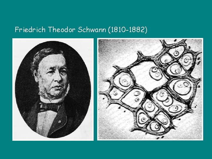 Friedrich Theodor Schwann (1810 -1882) 