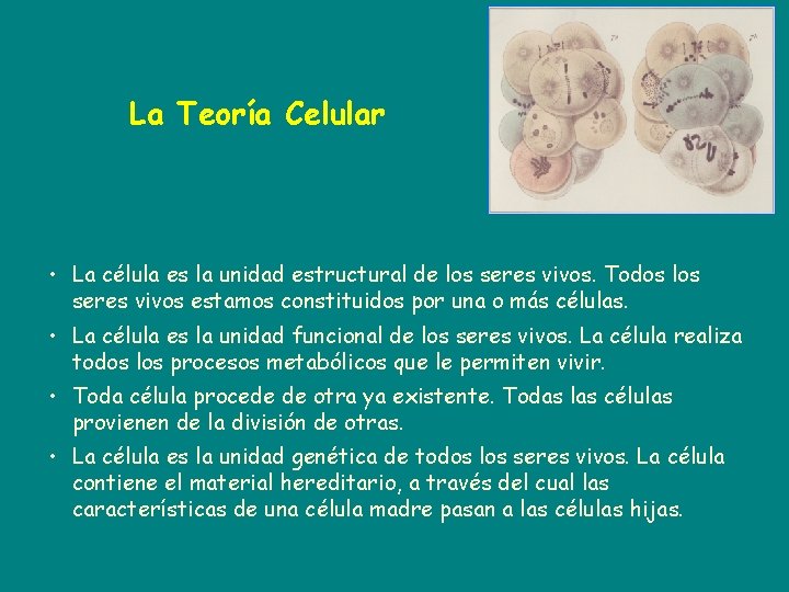 La Teoría Celular • La célula es la unidad estructural de los seres vivos.