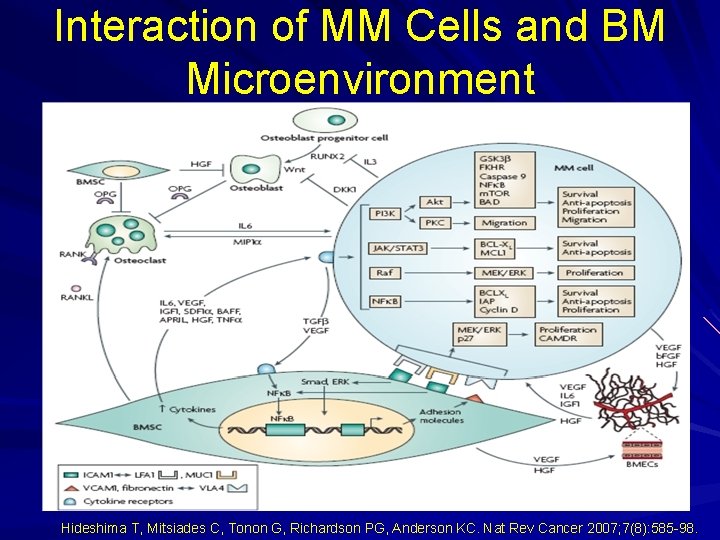 Interaction of MM Cells and BM Microenvironment Hideshima T, Mitsiades C, Tonon G, Richardson