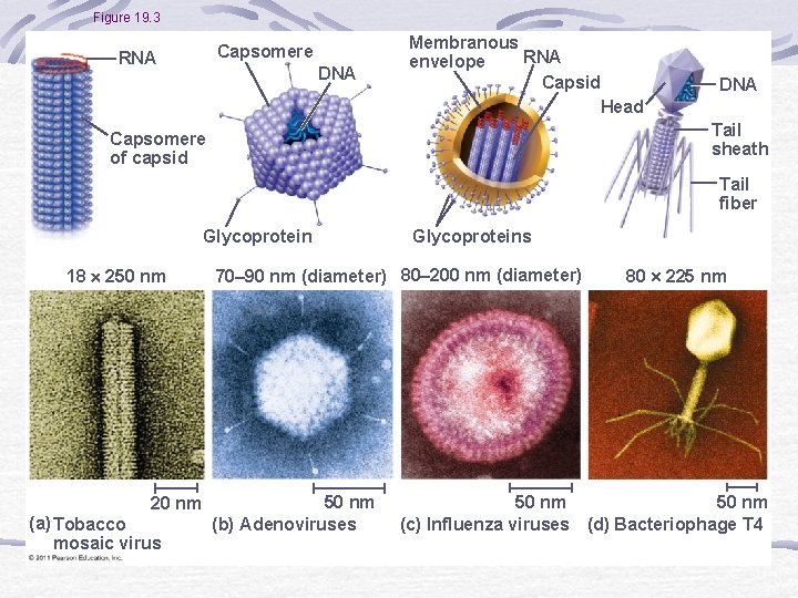 Viruses Overview A Borrowed Life Viruses ARE NOT