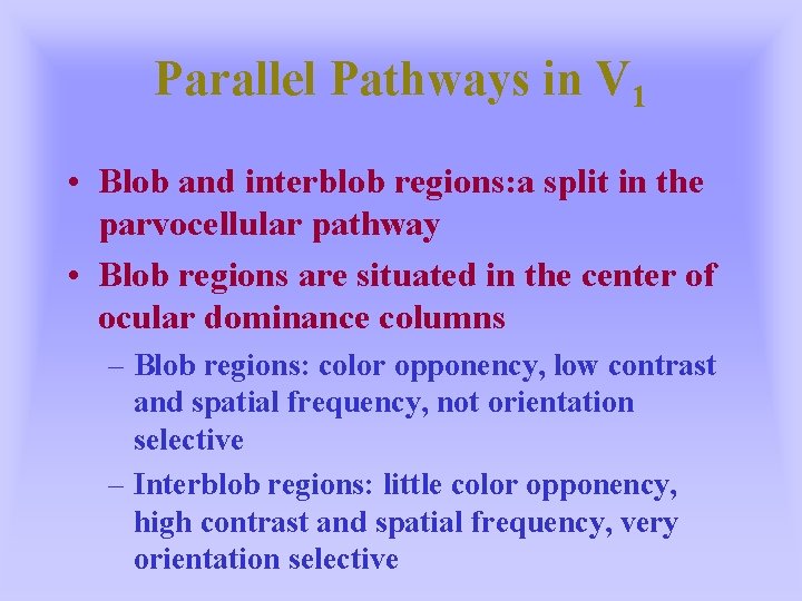 Parallel Pathways in V 1 • Blob and interblob regions: a split in the