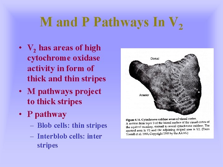 M and P Pathways In V 2 • V 2 has areas of high