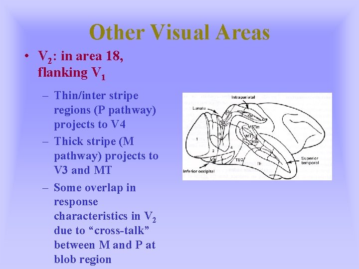 Other Visual Areas • V 2: in area 18, flanking V 1 – Thin/inter