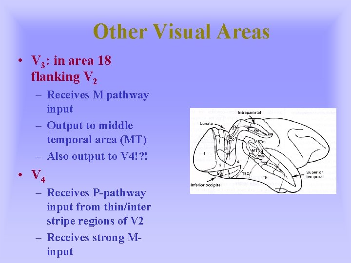 Other Visual Areas • V 3: in area 18 flanking V 2 – Receives