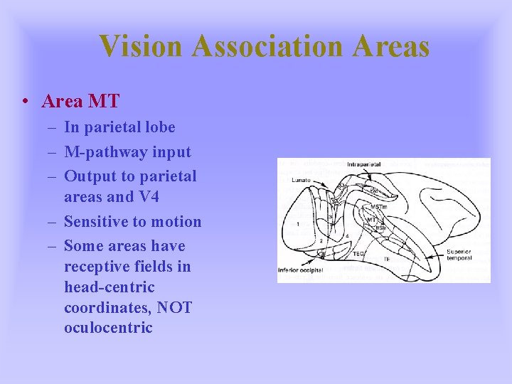 Vision Association Areas • Area MT – In parietal lobe – M-pathway input –