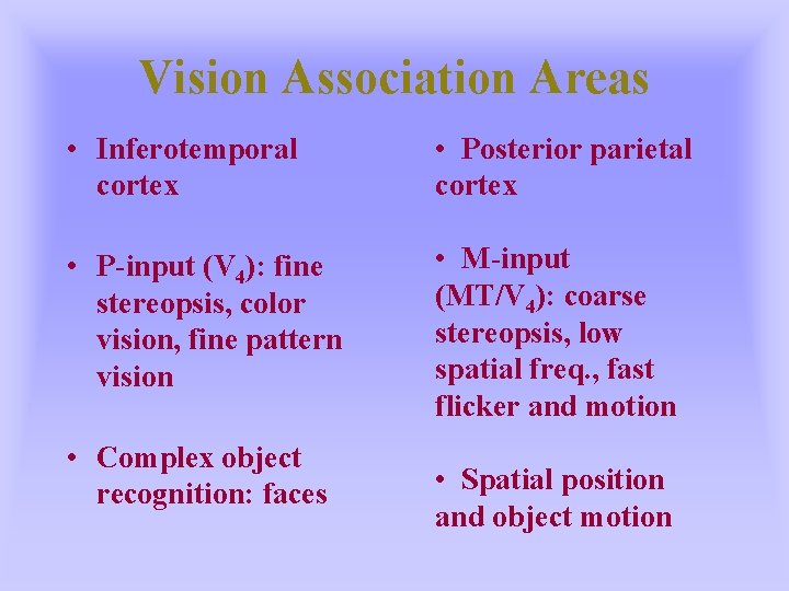 Vision Association Areas • Inferotemporal cortex • Posterior parietal cortex • P-input (V 4):
