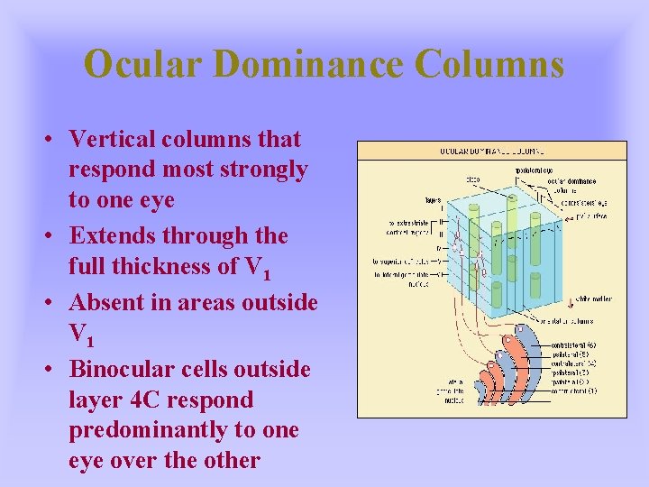 Ocular Dominance Columns • Vertical columns that respond most strongly to one eye •