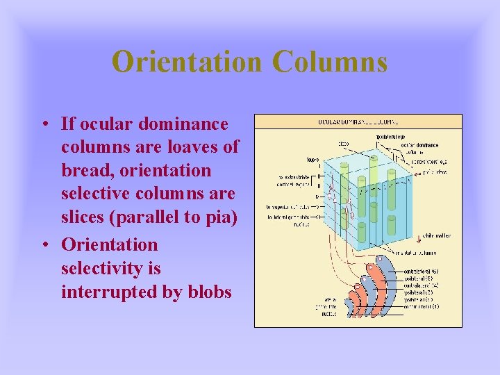 Orientation Columns • If ocular dominance columns are loaves of bread, orientation selective columns