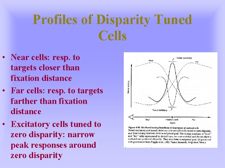 Profiles of Disparity Tuned Cells • Near cells: resp. to targets closer than fixation