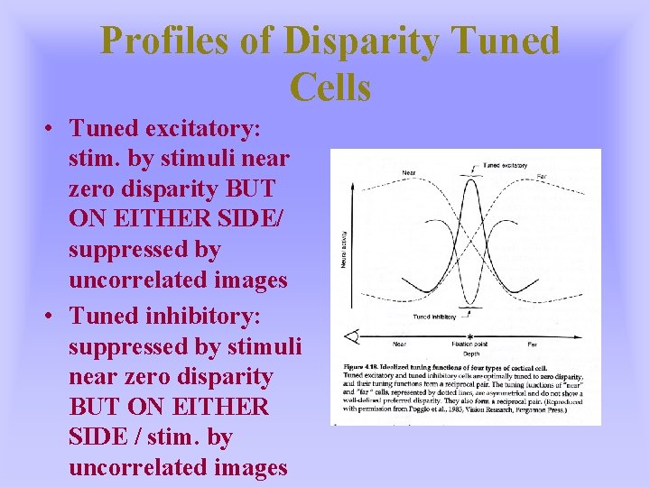 Profiles of Disparity Tuned Cells • Tuned excitatory: stim. by stimuli near zero disparity