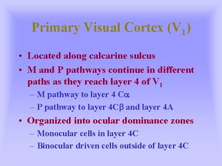 Primary Visual Cortex (V 1) • Located along calcarine sulcus • M and P