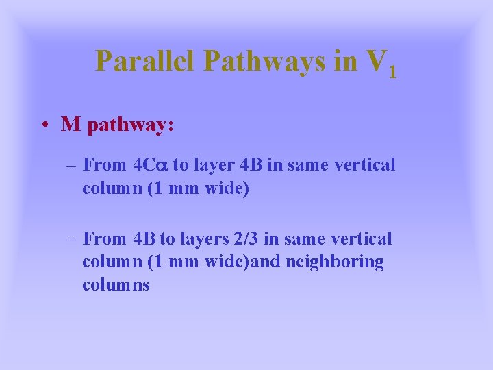 Parallel Pathways in V 1 • M pathway: – From 4 Ca to layer