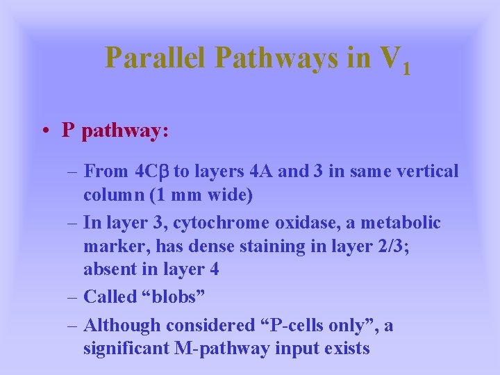 Parallel Pathways in V 1 • P pathway: – From 4 Cb to layers