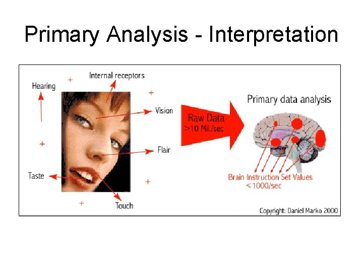 Primary Analysis - Interpretation 