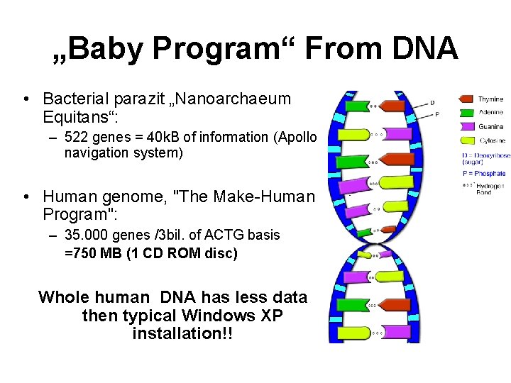 „Baby Program“ From DNA • Bacterial parazit „Nanoarchaeum Equitans“: – 522 genes = 40
