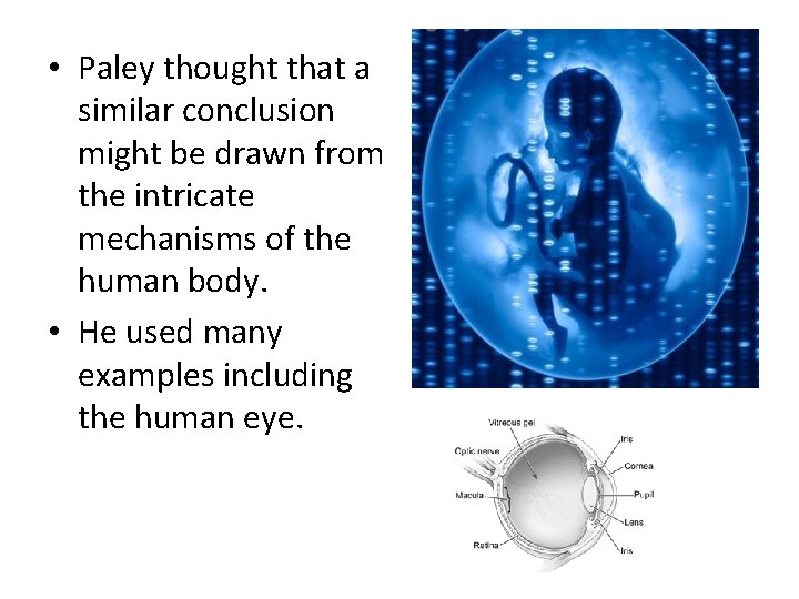  • Paley thought that a similar conclusion might be drawn from the intricate