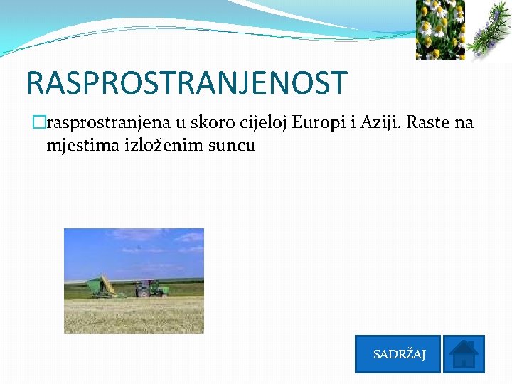 RASPROSTRANJENOST �rasprostranjena u skoro cijeloj Europi i Aziji. Raste na mjestima izloženim suncu SADRŽAJ