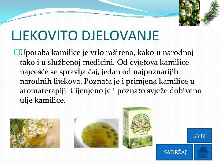 LJEKOVITO DJELOVANJE �Uporaba kamilice je vrlo raširena, kako u narodnoj tako i u službenoj