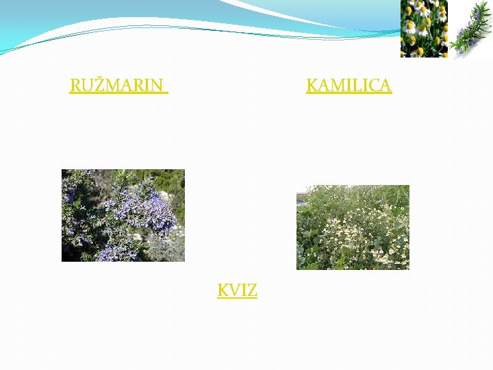 RUŽMARIN KAMILICA KVIZ 