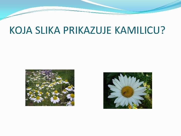 KOJA SLIKA PRIKAZUJE KAMILICU? 