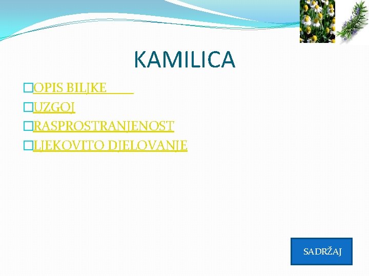 KAMILICA �OPIS BILJKE �UZGOJ �RASPROSTRANJENOST �LJEKOVITO DJELOVANJE SADRŽAJ 