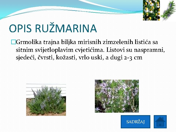 OPIS RUŽMARINA �Grmolika trajna biljka mirisnih zimzelenih listića sa sitnim svijetloplavim cvjetićima. Listovi su