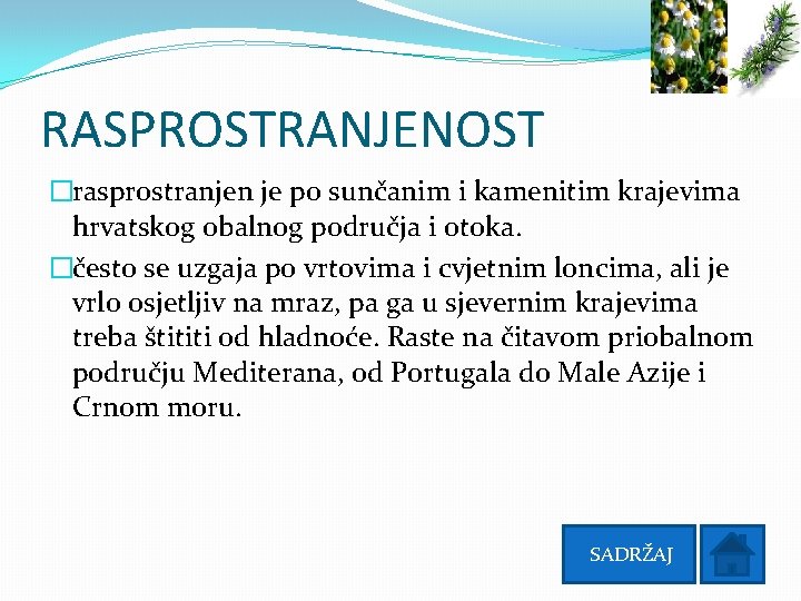 RASPROSTRANJENOST �rasprostranjen je po sunčanim i kamenitim krajevima hrvatskog obalnog područja i otoka. �često