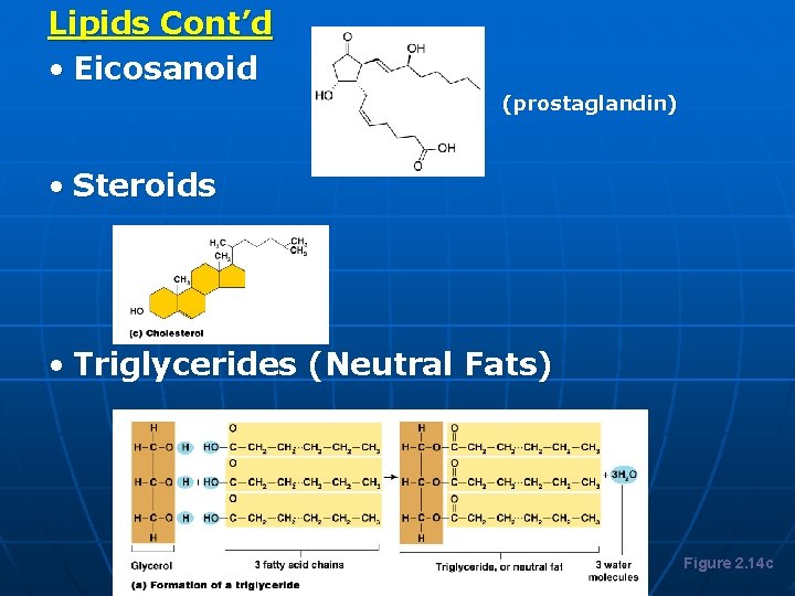 Lipids Cont’d • Eicosanoid Lipids (prostaglandin) • Steroids • Triglycerides (Neutral Fats) Figure 2.