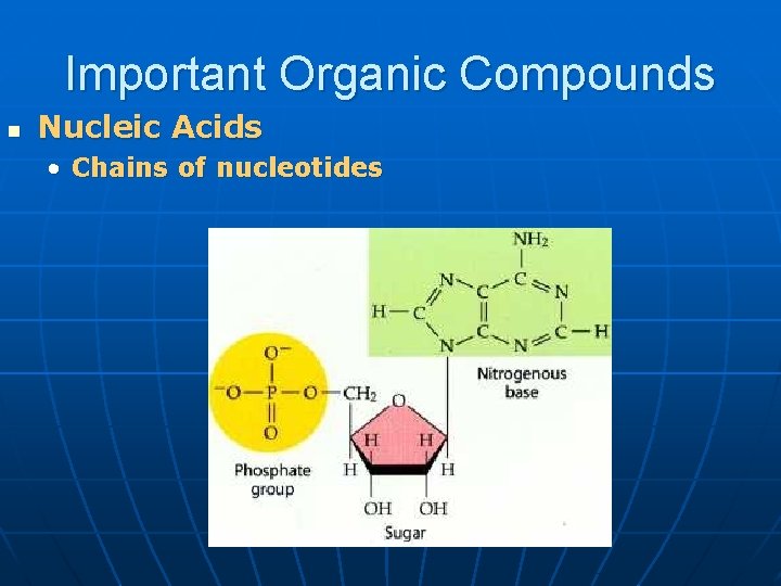 Important Organic Compounds n Nucleic Acids • Chains of nucleotides 