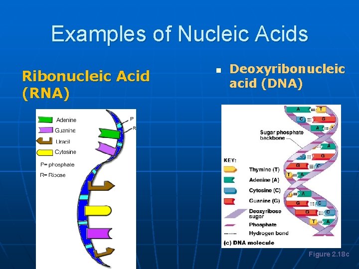 Examples of Nucleic Acids Ribonucleic Acid (RNA) n Deoxyribonucleic acid (DNA) Figure 2. 18
