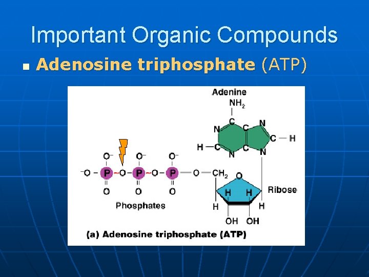 Important Organic Compounds n Adenosine triphosphate (ATP) 