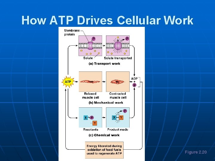 How ATP Drives Cellular Work Figure 2. 20 