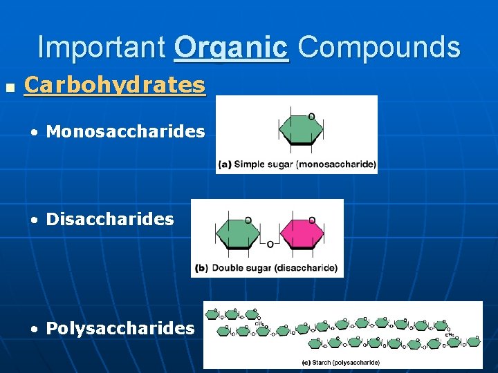 Important Organic Compounds n Carbohydrates • Monosaccharides • Disaccharides • Polysaccharides 
