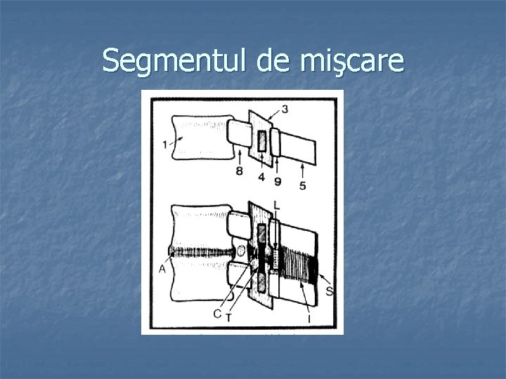 Segmentul de mişcare 